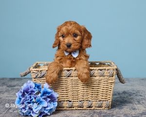 Robi F1B Cavapoo